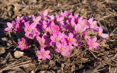 May and Mental Health: a Month to Reflect and Restart